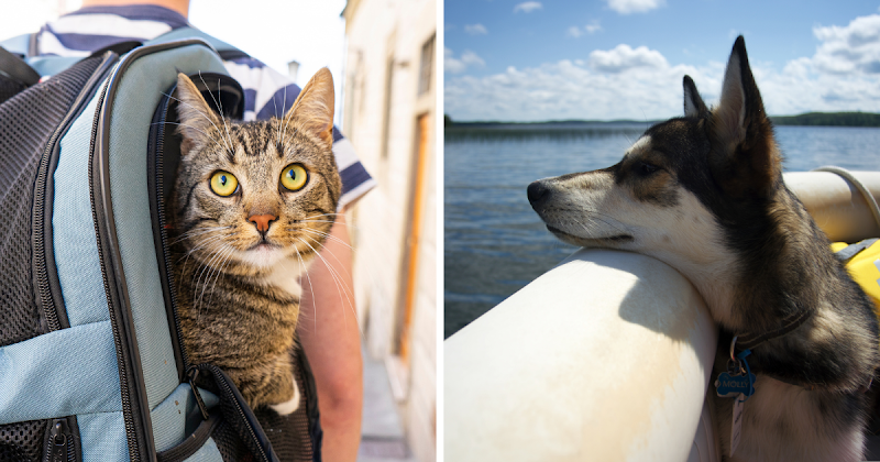 Pet-Friendly Travel in Saskatoon: What Every Visitor Needs to Know