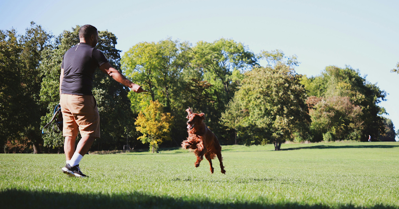 Dog Parks in Saskatoon