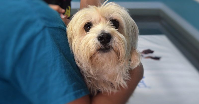Emergency Pet Care Saskatoon
