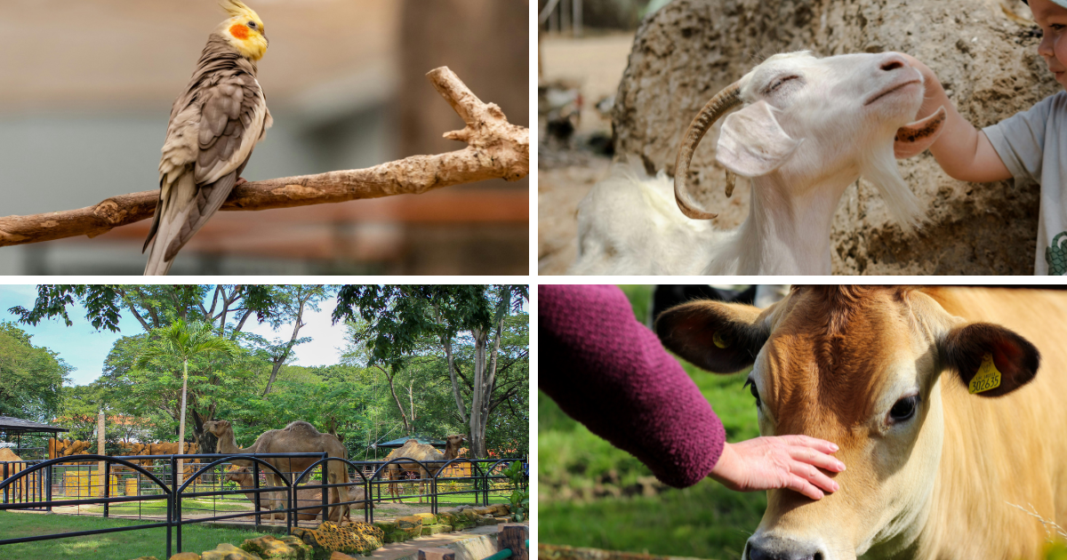 Best Petting Zoo In Saskatoon